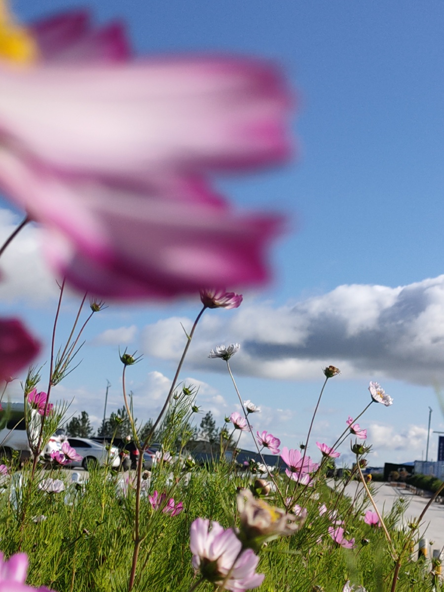 高原上的格桑花