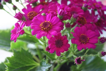 IMG_0925.JPG