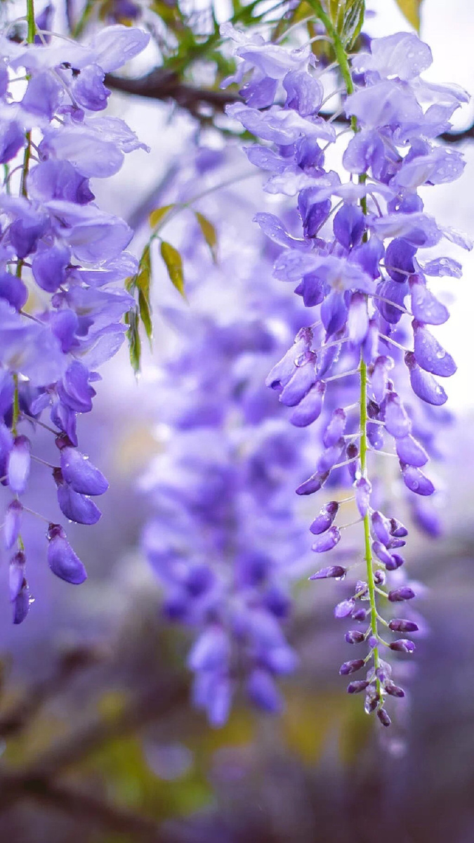 紫藤花的花语是为情而生为爱而亡也有人说是沉迷的爱醉人的恋情依依的