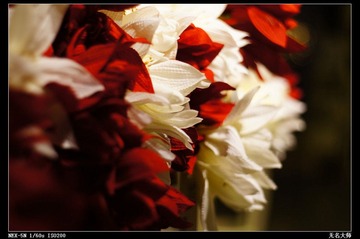 nEO_IMG_DSC01014.jpg