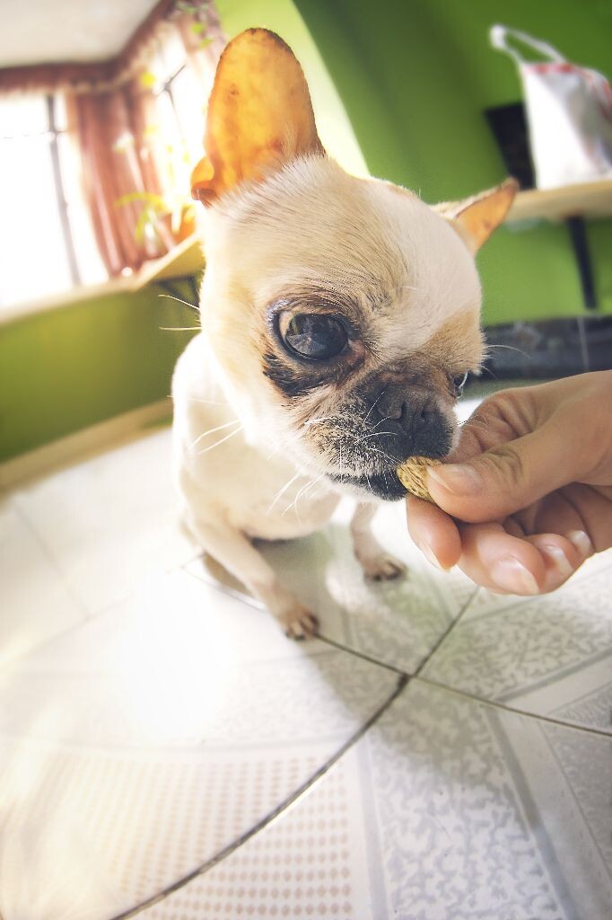 每天玩狗模也是玩得飞起