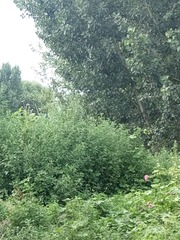 249807