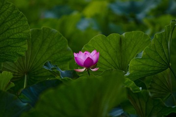 众里寻她千百度
