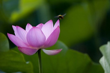 招蜂引蝶