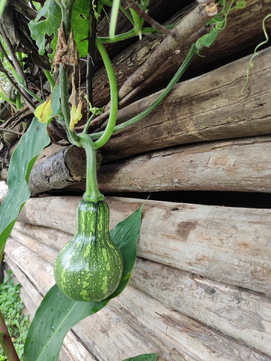 瓜瓜快长 - 小兕子 - 图虫