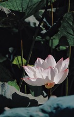 DFDF5692-801A-428F-B9E5-5B82C87F17CB/L0/001