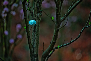 DSC_1915.jpg