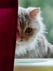 DSC_8409.jpg
