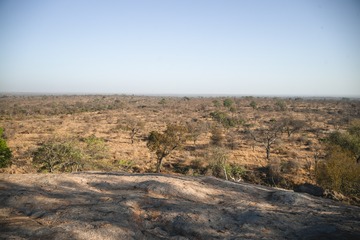 L1007164