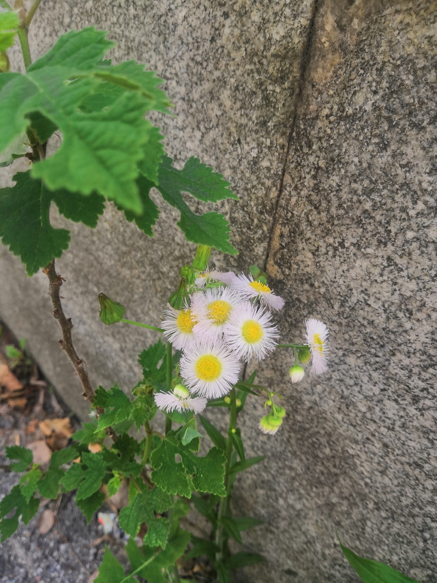 墙角小花 - 爱摄影的苏紫荀 - 图虫