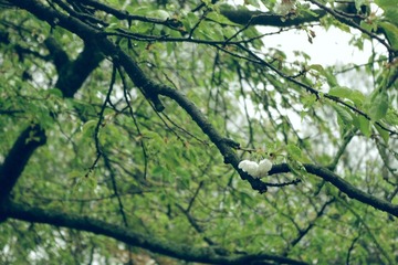 IMGP0992.JPG