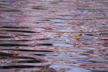 _MG_1908.jpg
