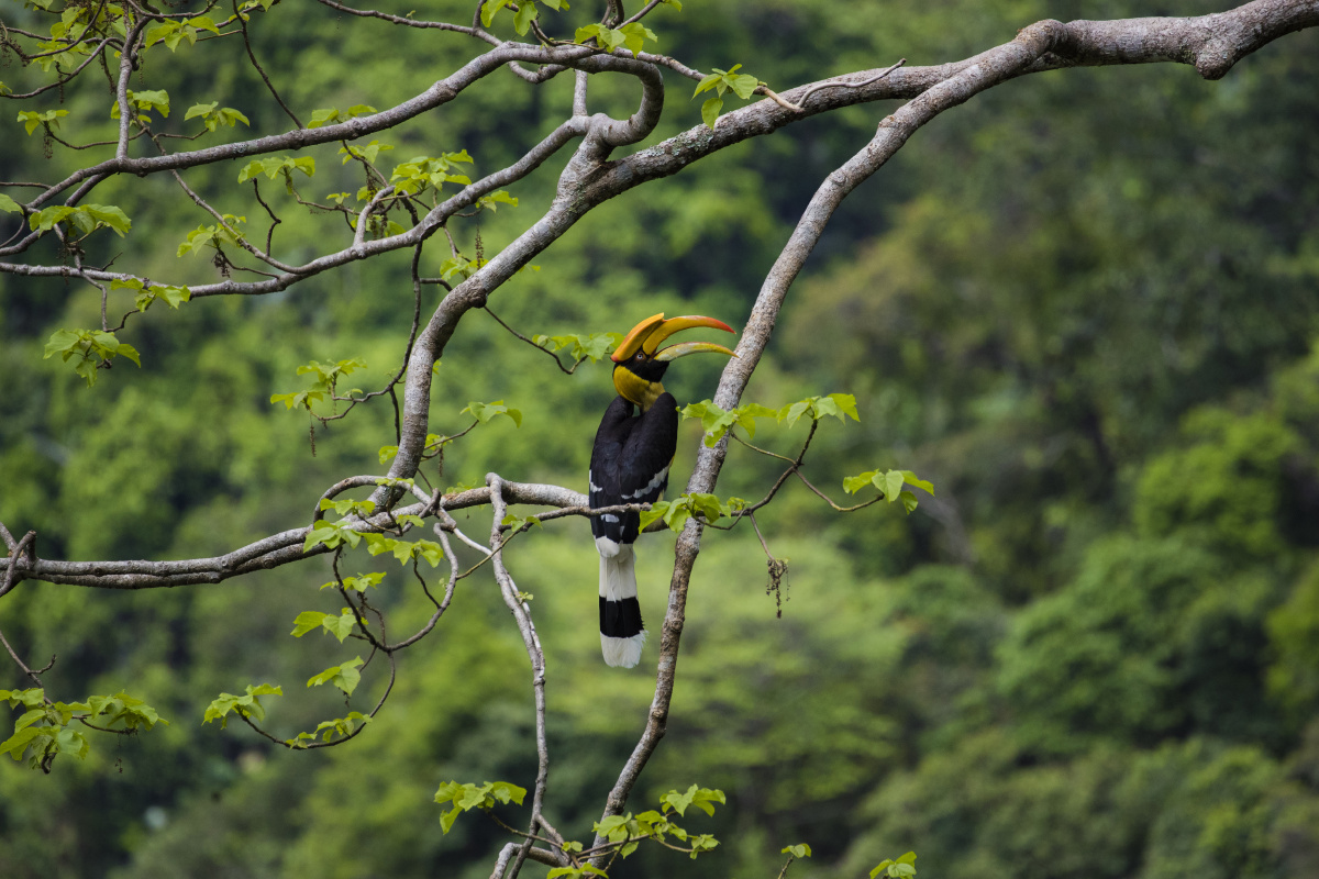 德宏犀鸟谷犀鸟