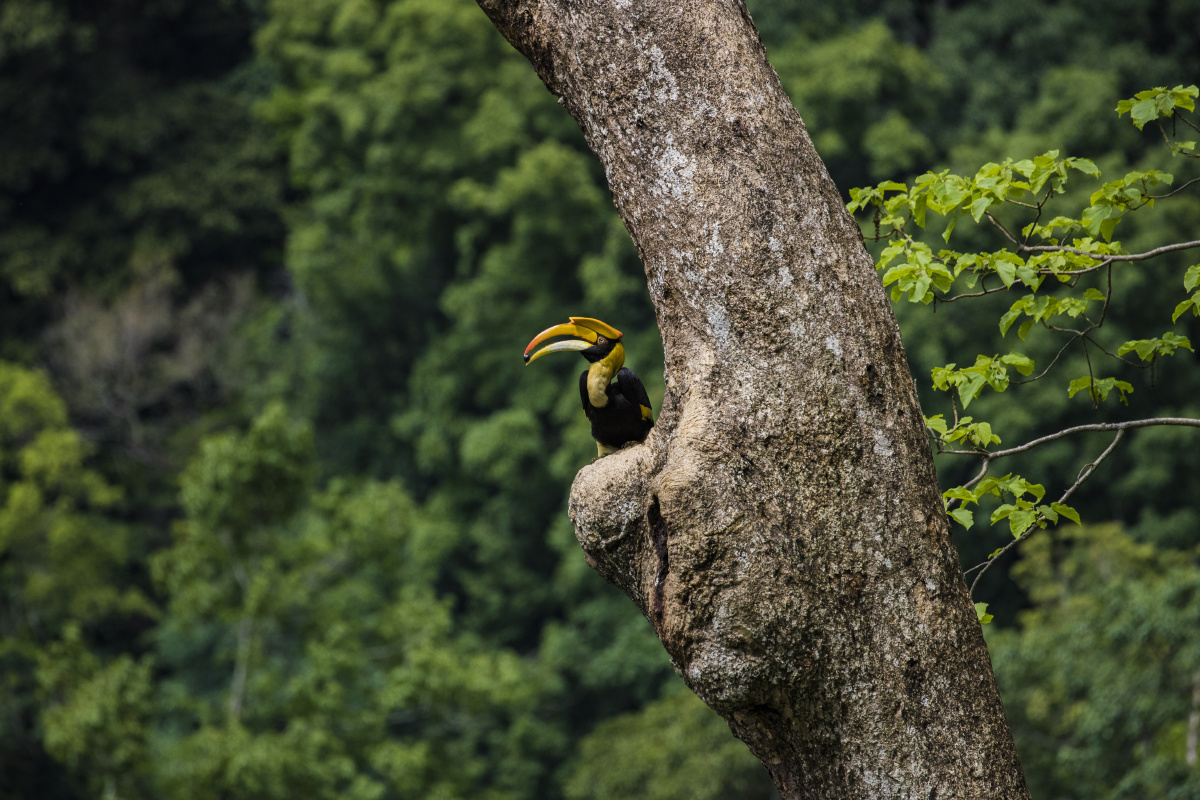 德宏犀鸟谷犀鸟