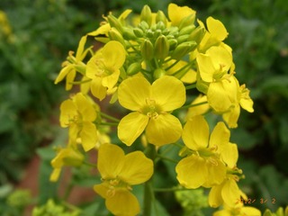 RIMG0010.JPG