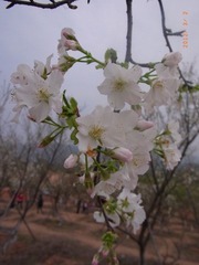 RIMG0039.JPG