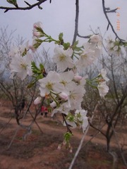 RIMG0040.JPG