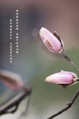 IMGP5782_副本.jpg