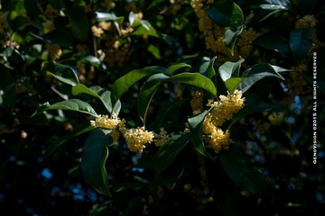 _DSC0653-6