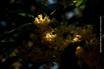 _DSC0682-6