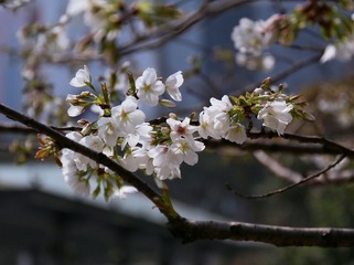 IMG_0289aa.jpg