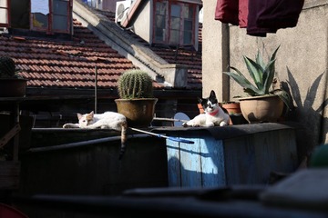 IMG_2565.JPG