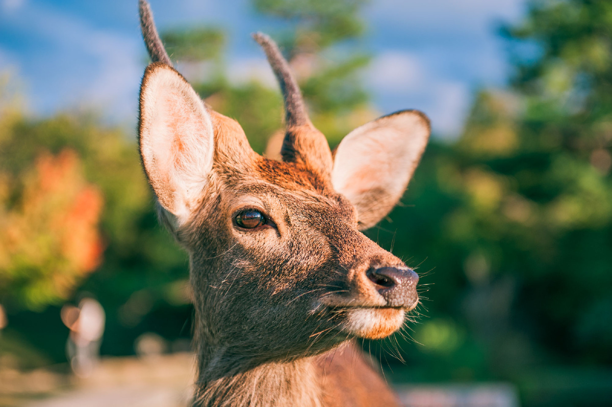   神鹿