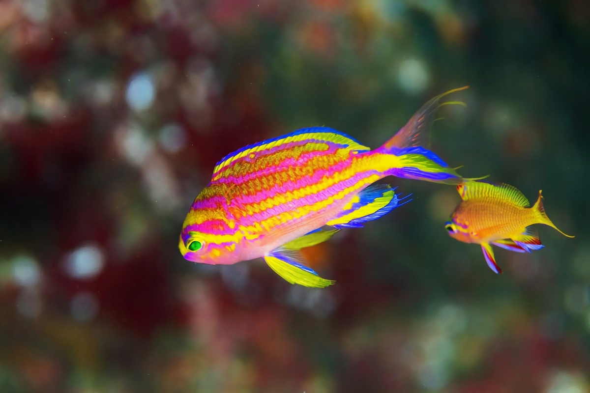 海里的鱼更绚丽多彩