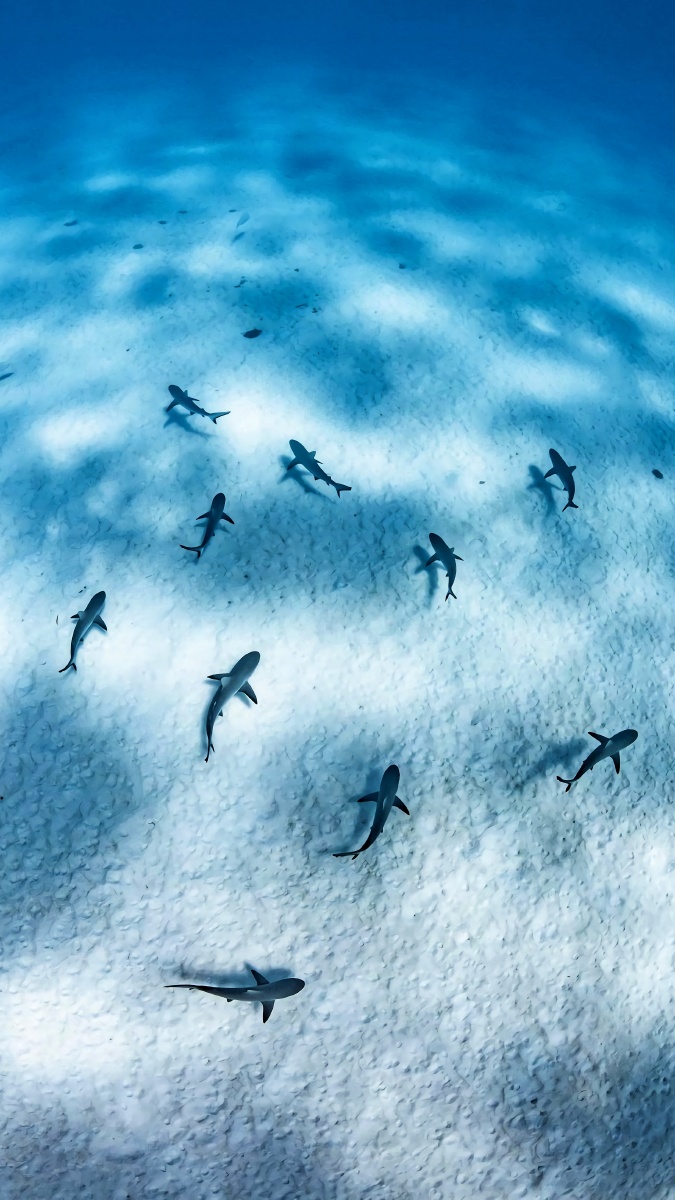 水清有鲨这样清澈见底的海水你敢下吗