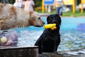 IMG_4959.jpg
