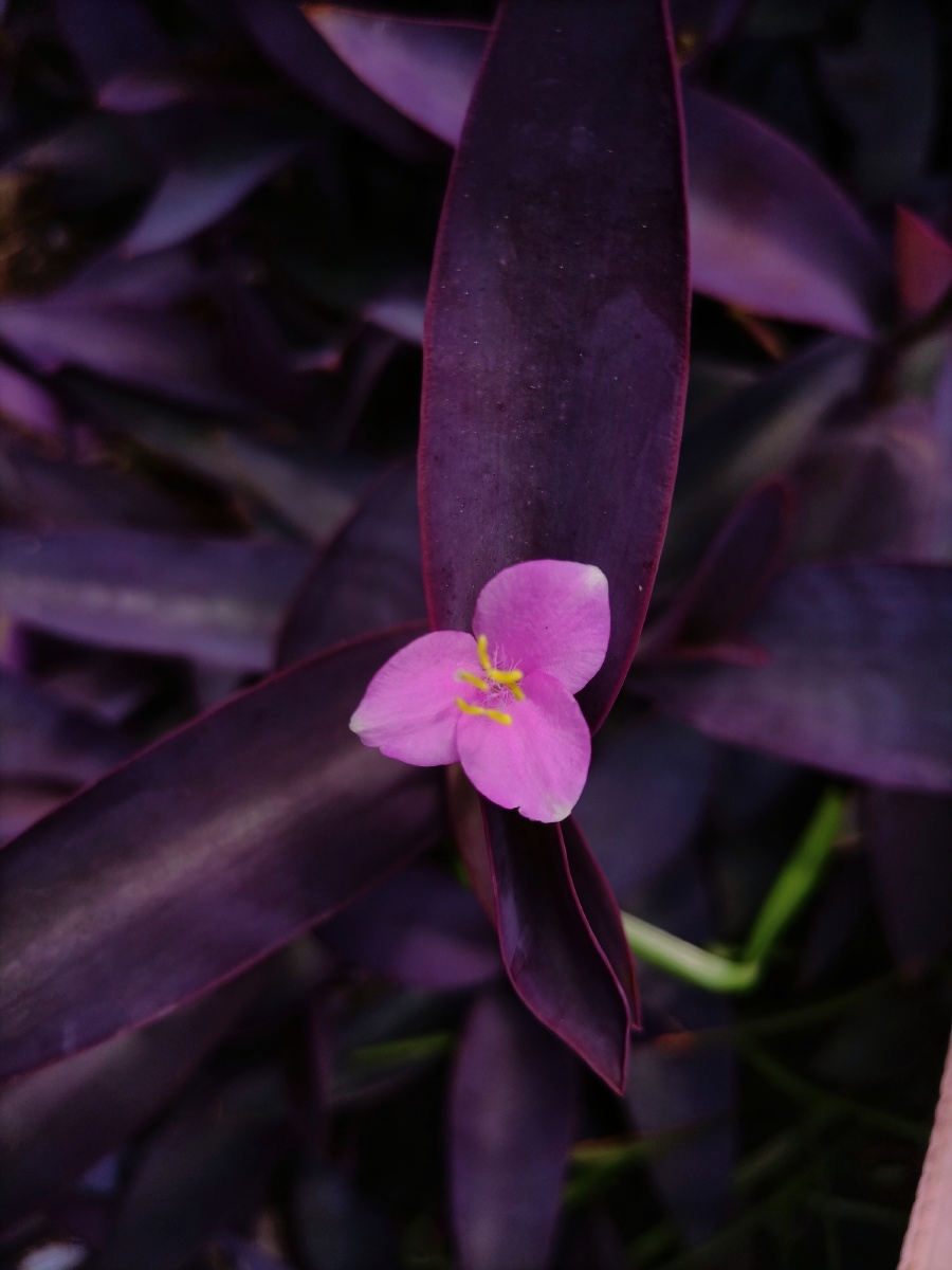 午时花又名夜落金钱有天女月夜抛金钱的意韵午间开放明晨闭合给人以