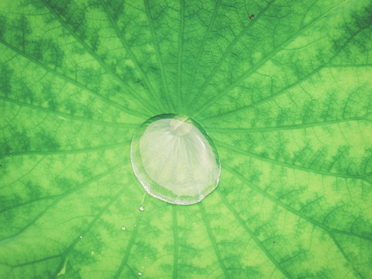 经历雨水洗礼的荷花依然坚挺绽放