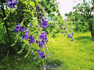 IMG_0171.jpg