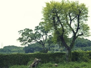 IMG_0657 副本.jpg