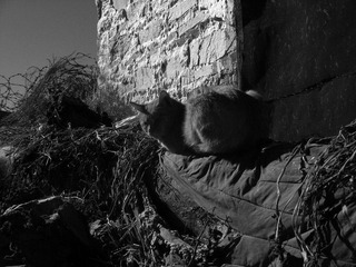 《cat in Tibet》