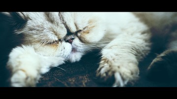 猫· 002_2