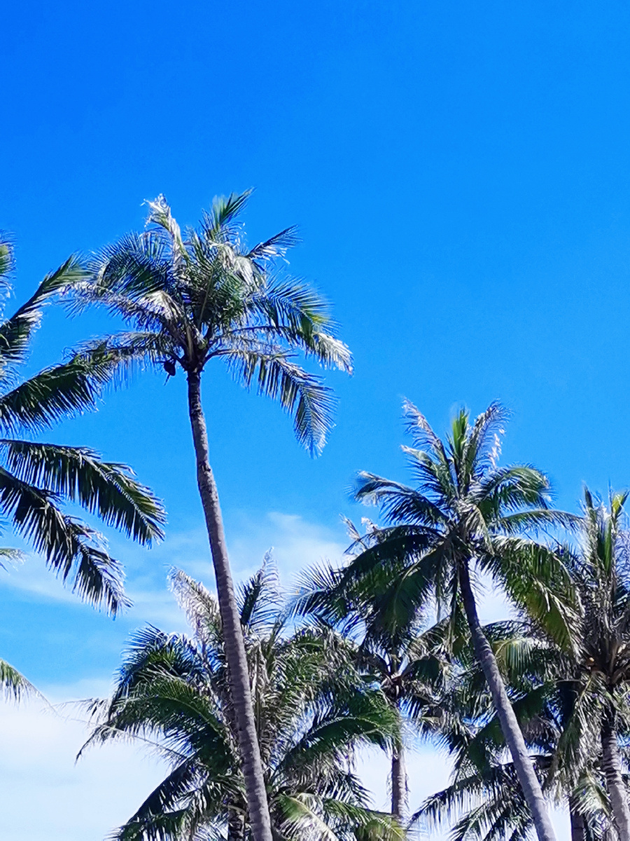 海南的椰子树