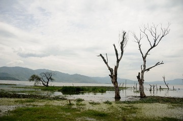 Dodo_20