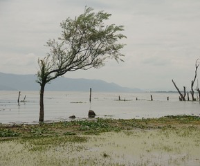 Dodo_24