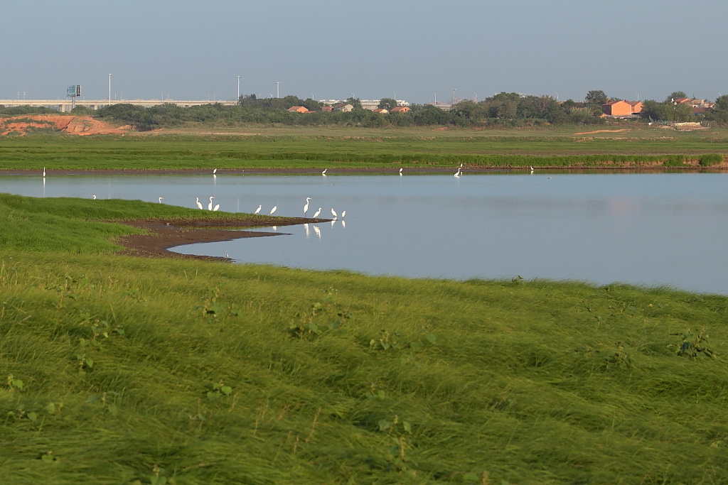 秋日的武汉府河湿地