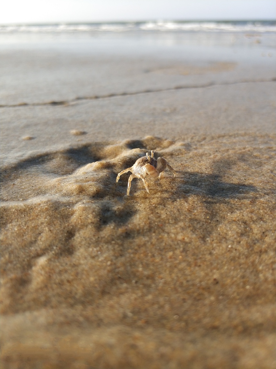 沙蟹