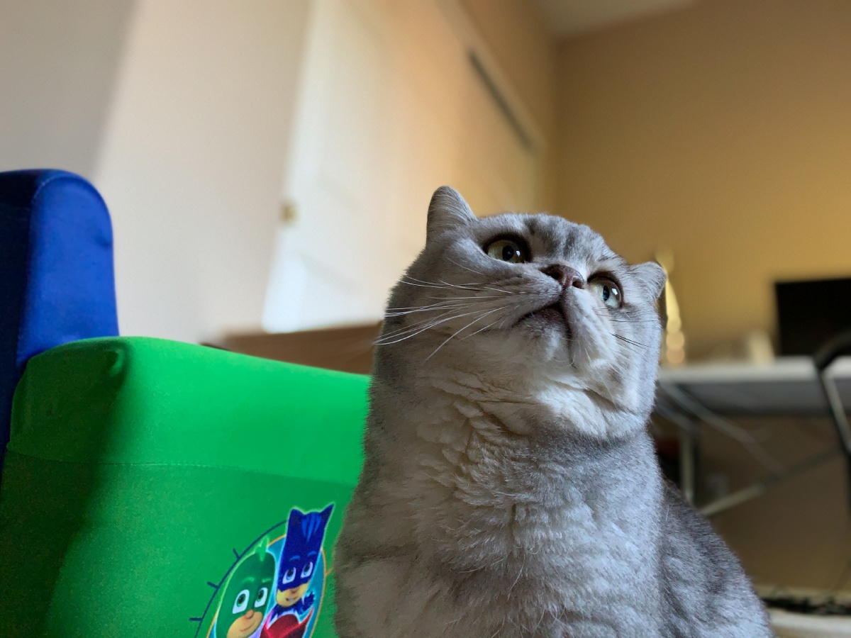 思考喵生 零食是选三文鱼还是金枪鱼呢?