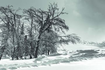_G1A4728.jpg