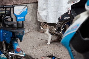 IMG_1133.jpg