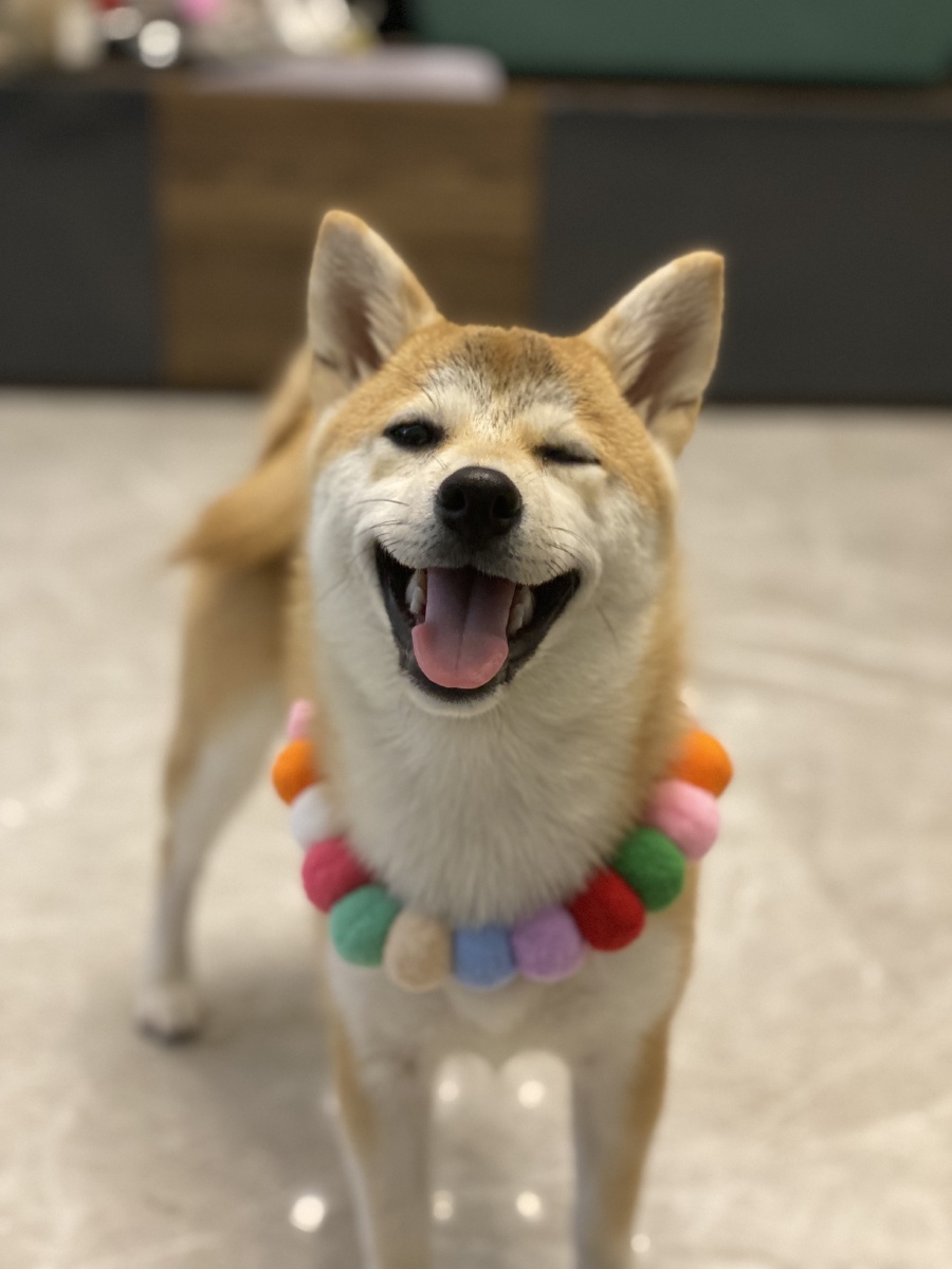 6个月的小柴犬,wink99 - 岑319 - 图虫