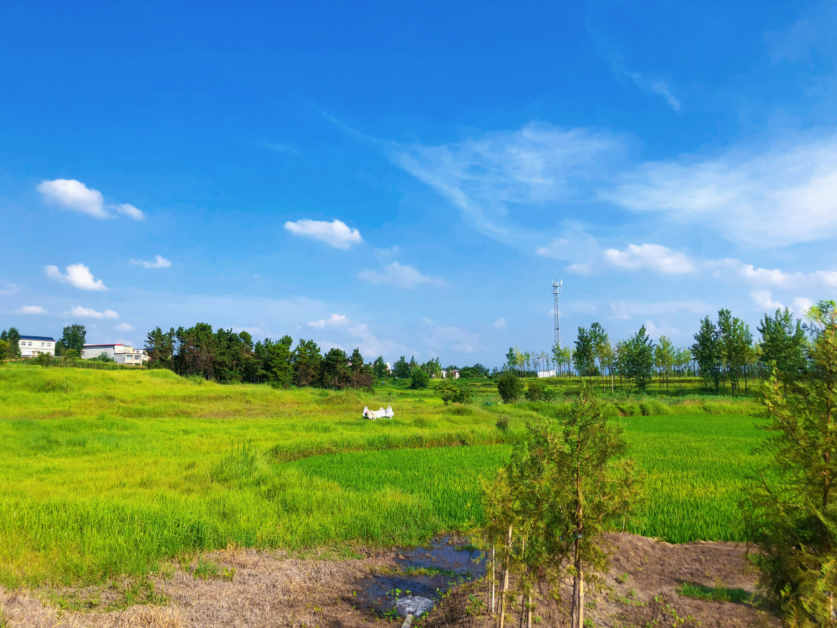 河南村庄里的田地