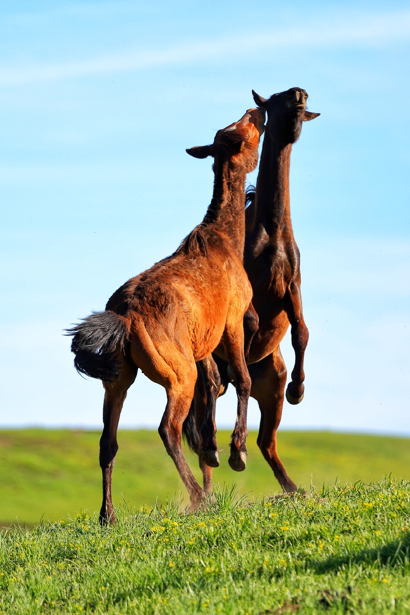小白杨行色天涯