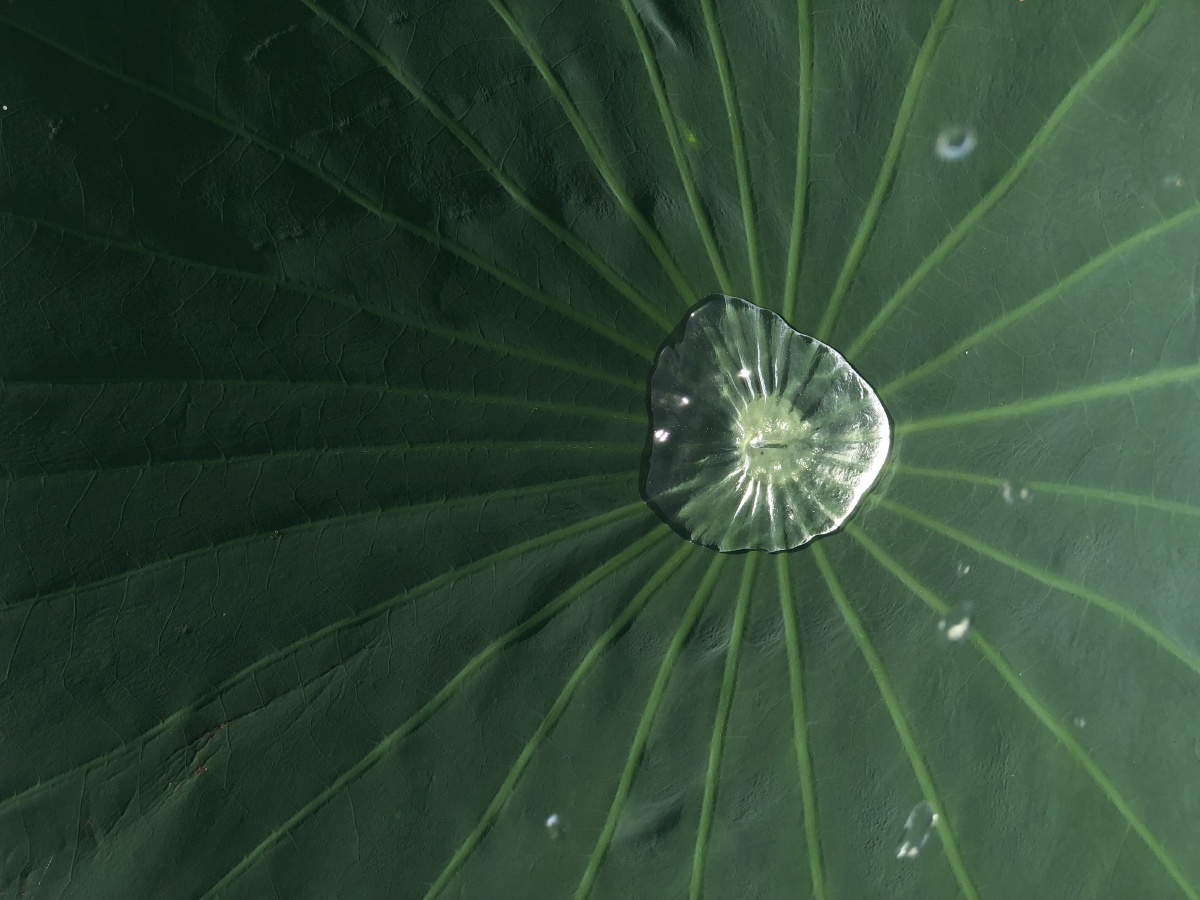 小时候能玩一下午一片荷叶就是防晒伞 - 左三圈右三圈0oo - 图虫