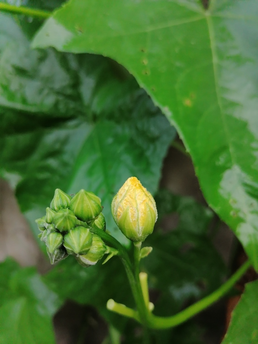 丝瓜花苞