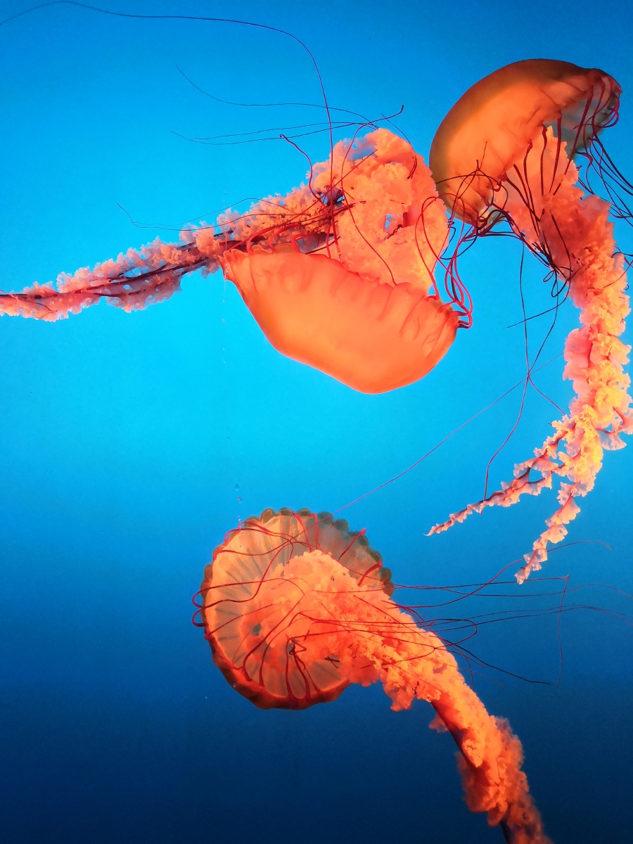 美丽的海底生物